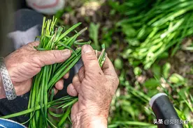韭菜买多了难保存，教你4个保存韭菜的小妙招，保质期延长三五天图片