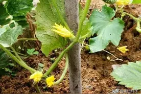 种植黄瓜、茄子注意了，这两个施肥要点很重要，果出肥至图片