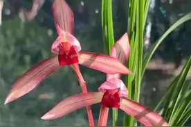 养春兰就选这十个品种，瓣形素花色花都齐了，叶姿还美，赶紧收藏图片