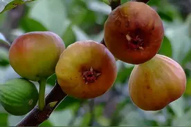 无花果大家都爱吃，但其实叶子才是稀罕货，3大妙用一定要知道图片