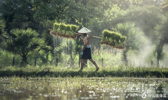 籼米、粳米是啥？珍珠米、香米、五常大米有何区别？大米的那些事