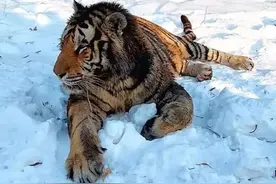 “二埋汰”，家里来且了！图片