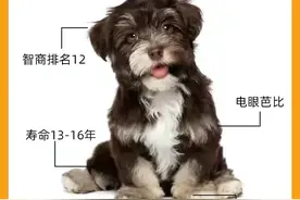 狗狗呆萌系列:雪纳瑞、比熊、泰迪，优缺点、饮食禁忌、常见疾病图片