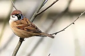 关于麻雀的10个有趣冷知识，你知道几个？图片