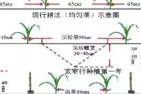 玉米宽窄行种植技术：让农田高产不再是问题图片