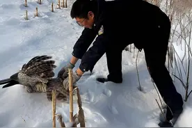 猫头鹰狩猎被网勾住爪子，民警细心救助图片