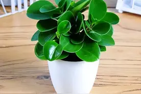 4种厚脸皮花，不能长成高个子，一长高就剪，越剪越健康图片