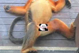 笑麻了！南京红山动物园惹全网吐槽，网友：老虎在我头上滋尿图片