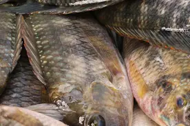 菜市场最脏的3种鱼，体内有大量重金属和寄生虫，尽量少给家人吃图片