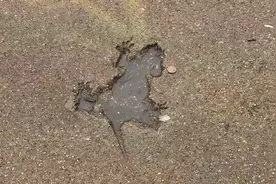 芝加哥一个老鼠坑竟成网红景点，无数人来这打卡、办婚礼还跳大神图片