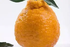 十大柑橘品种身世大揭秘,快来看看哪个品种有潜力！图片