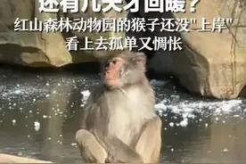 还有几天才回暖？红山森林动物园的猴子还没“上岸” 看上去孤单又惆怅图片