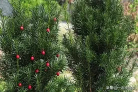 野外遇到5种花，可远观不可随便挖，都是“国宝”要珍惜图片