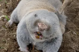 野猪已经不受保护，但农村还有这几种动物，泛滥成灾也不能惹？图片