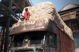 印度发明甘蔗渣饭盒，每年用掉400万吨！环保又赚钱，中国能学吗图片