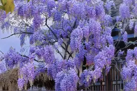 家有5树，子孙有富路！种一棵“镇宅招财”，养好就是“传家宝”图片