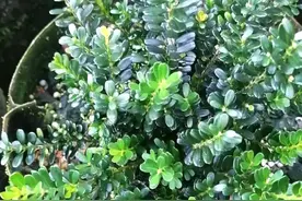 凤米黄杨树苗为什么那么贵？比黄金还贵？图片