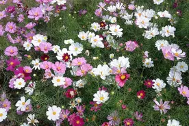 5种花入侵能力强，种一棵变十棵，开花“凶猛”，泛滥除不尽图片