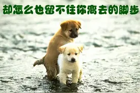 狗的寿命是多少年？为何狗临死前都会离家出走？它们在害怕什么？图片