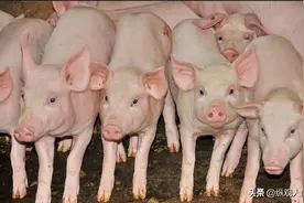为啥猪肉越来越难吃？事实证明：不是人变了，而是猪变了图片