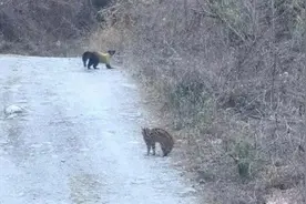 四川雅安发现蜜狗与石虎对峙，都是小型动物里的霸主，谁更能打？图片