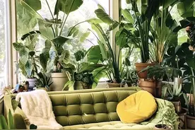 8种“阴花”，不能“晒太阳”，晒一盆死一盆！图片