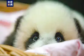 在俄出生的大熊猫幼崽获名“喀秋莎”【三分钟新闻早知道】图片