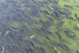 三峡坝区鱼群引争议！百斤大鱼随处可见，为何还是不能捕捞？图片