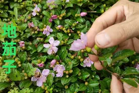 农村地菍草，老人称为“痔疮草”，根用来煮鸡蛋作用大，认识是宝图片