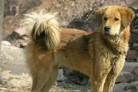 我国犬种大盘点系列第五期图片