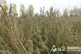 辨词：荆芥是啥？“荆”jīng？xíng？图片