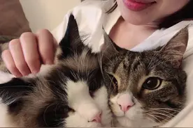 养一只猫和两只猫有什么区别？过来人：差别超乎你想象！图片