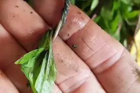 旱莲草，你认识吗？告诉你，它的妙用！图片