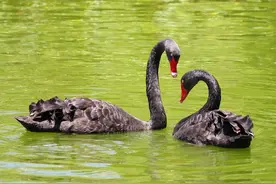 “一夫一妻制”动物，如果一方死了，它们能经受住交配的诱惑吗图片