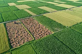 农民转非户口，土地承包权还在手吗？图片