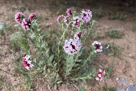 狼毒｜西藏生物多样性科普图片