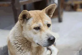 农村俗话说“老狗不死家”，土狗临死前，为什么都会悄悄离开家？图片