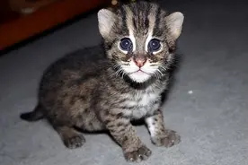 09年四川农民捡只“怪猫”，像猫叫声诡异，专家看后发现真实身份图片