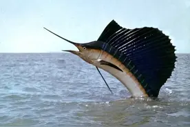 游速最快的“海中超跑”！出生只有米粒大，成年后却能刺穿潜艇？图片