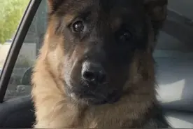 北方退役警犬被南方小土豆领养回去后，举动惊人！后续更感人！图片