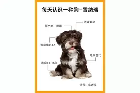 挑战每天认识一种狗—雪纳瑞图片