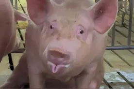 18亿养出80头猪，一头猪一天吃40万，养出的猪却不见了？！钱呢？图片