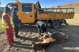 青海发现一头藏野驴，前蹄遭狼咬伤，感染后跑到路边似向人求助图片