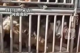 被拐聪明狗狗会叫主人“妈妈”救了自己一命？网友：缘分未尽图片