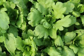 茼蒿又名蓬蒿、菊花菜，胡萝卜素是茄子的30倍，可吃又可赏花图片