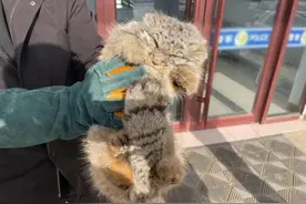 内蒙古发现落难“猛猫”，脸型酷似鳌拜，跑到农户家疑求一口吃食图片