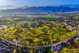 汉中干毛茶产值超百亿元 面积、产量、产值均居全省第一图片