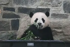 大熊猫小奇迹：与妈妈之间的感人故事！图片