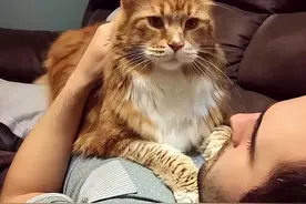 猫咪爱睡觉的地方，跟主人有很大关系！图片