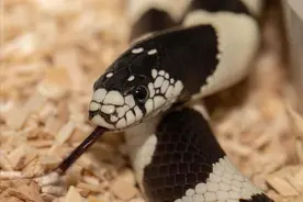 蛇冬眠一般躲在哪里的？蛇会不会在家里冬眠？图片